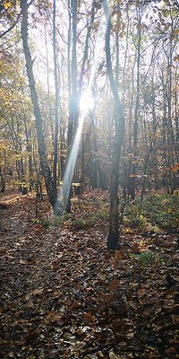 EMDR Therapy. Sun thru trees